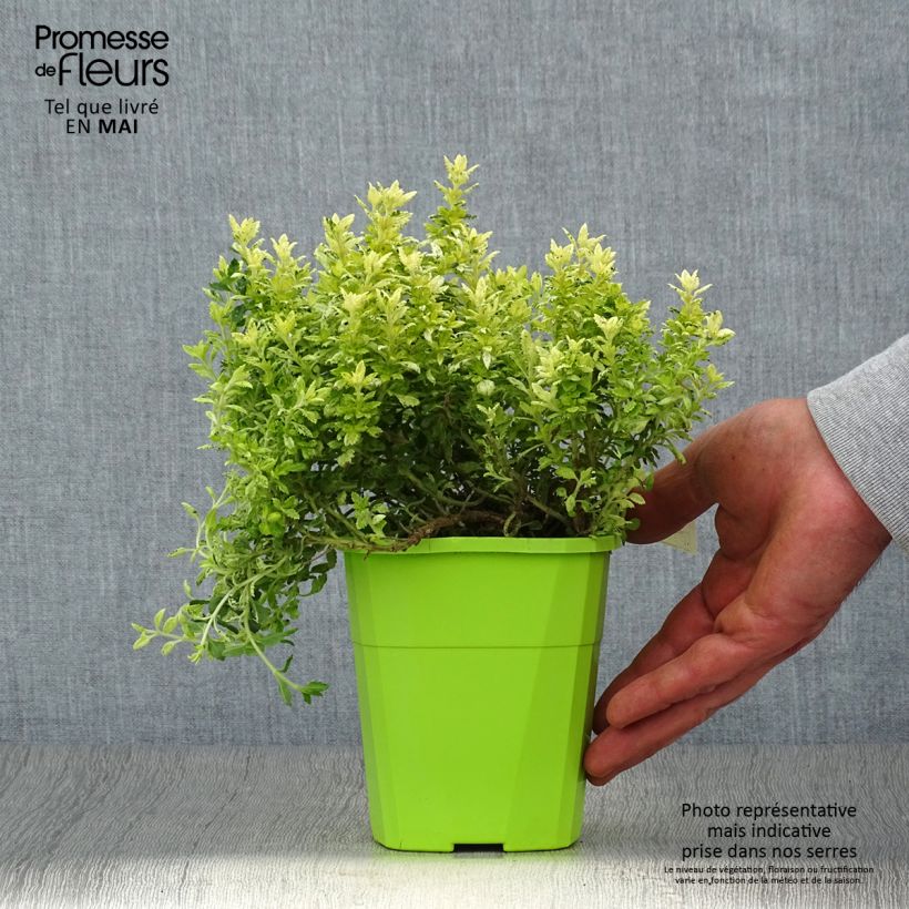 Example of Teucrium lucidrys Lucky Gold - Gamander Pot van 1,5 l/2 l as you get in printemps