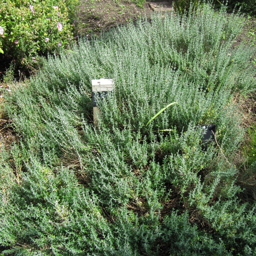 Teucrium marum - Amberkruid (Groeiplaats)