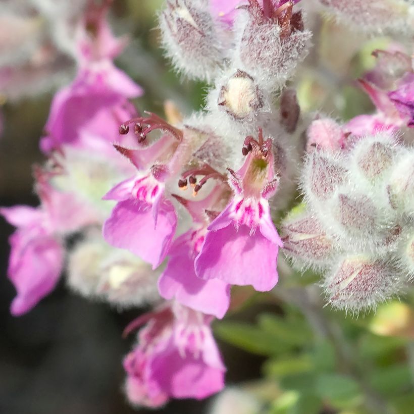 Teucrium marum - Amberkruid (Bloei)