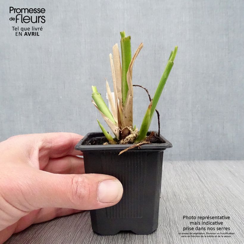 Example of Thalia dealbata - Alligatorvlag Kweekpotje van 8/9 cm as you get in printemps