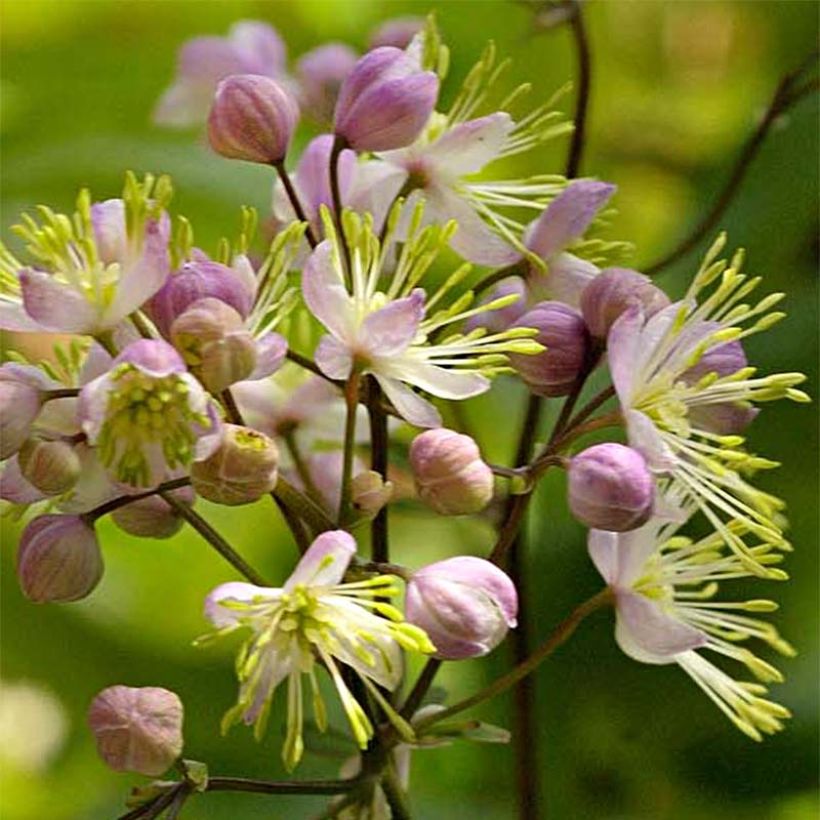 Thalictrum Anne - Ruit (Bloei)