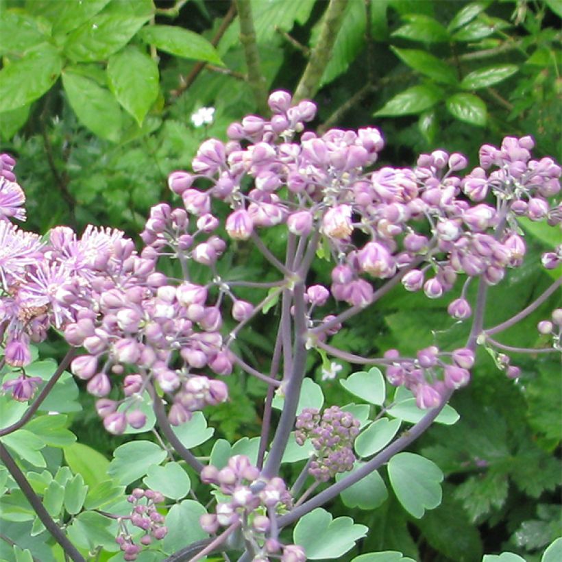 Thalictrum Black Stockings - Ruit (Bloei)