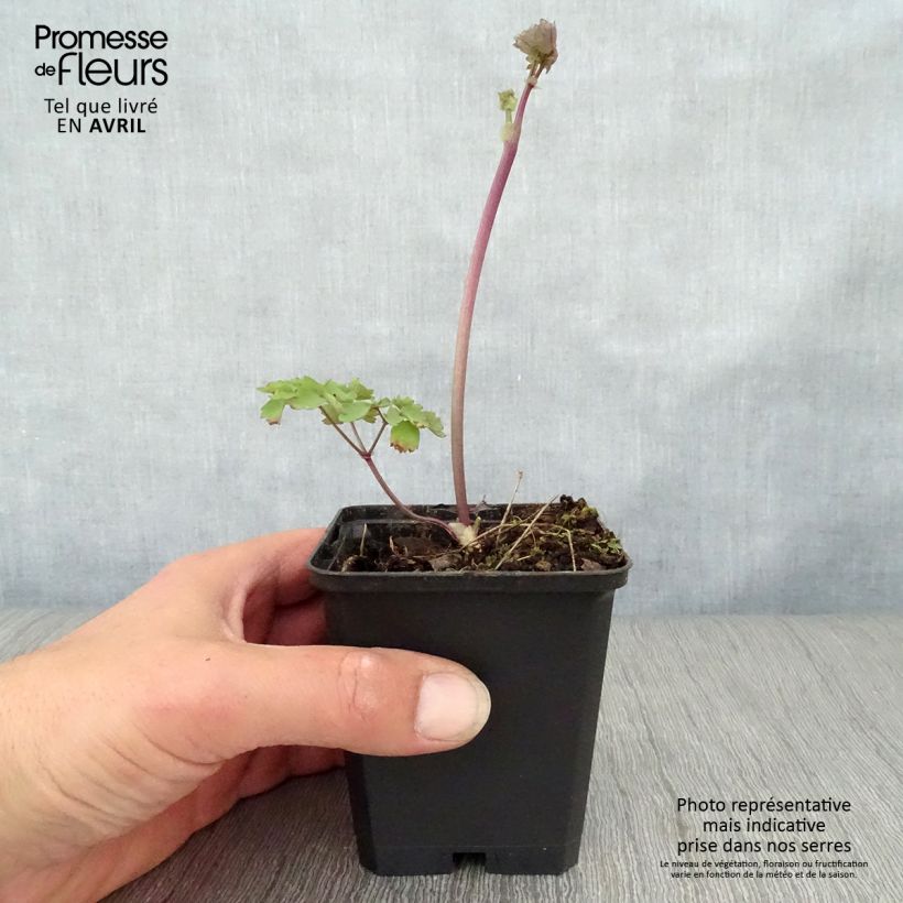 Exemplaar van Thalictrum Black Stockings - Ruit Kweekpotje van 8/9 cm zoals geleverd in de lente