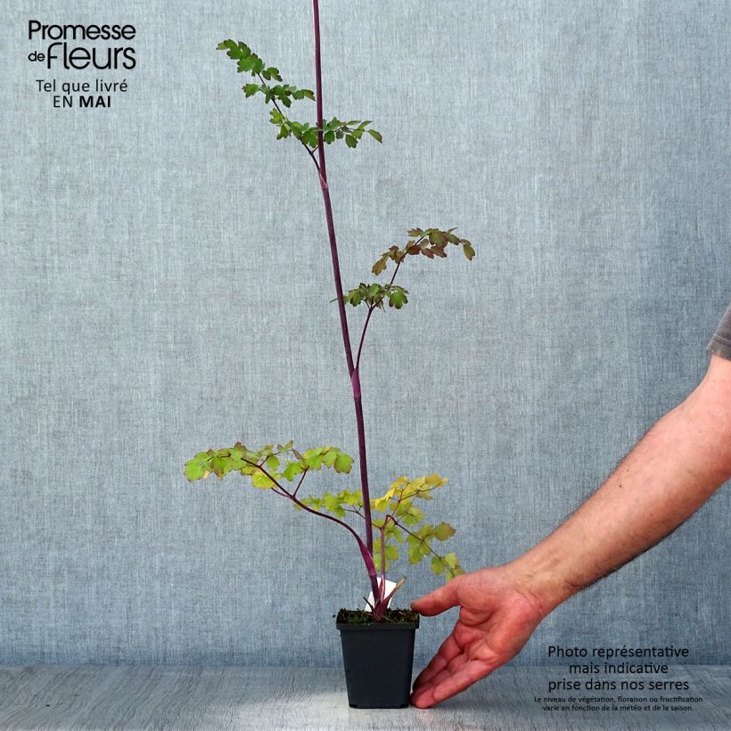 Exemplaar van Thalictrum Elin - Ruit Kweekpotje van 8/9 cm zoals geleverd in de lente