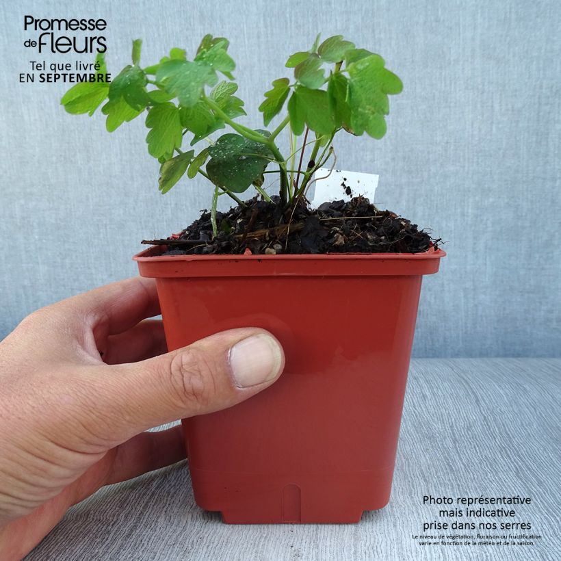 Exemplaar van Thalictrum Elin - Ruit Pot van 1 l/1,5 l zoals geleverd in de herfst