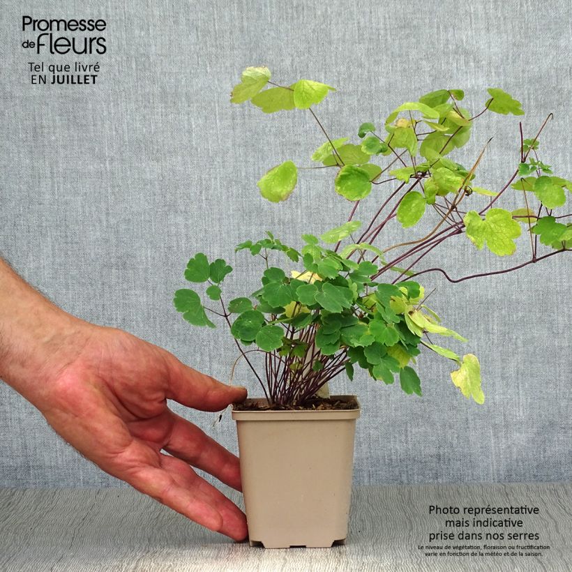 Exemplaar van Thalictrum Little Pinkie Kweekpotje van 8/9 cm zoals geleverd in de zomer