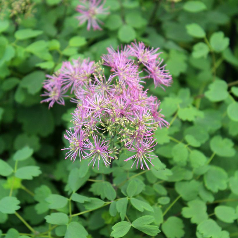 Thalictrum Little Pinkie (Bloei)