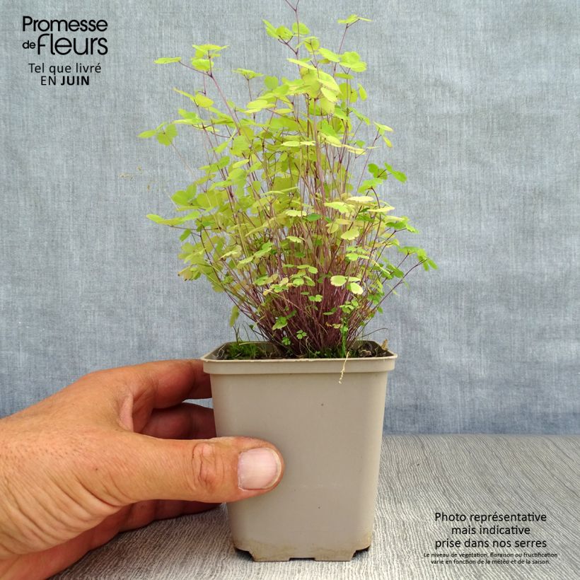 Exemplaar van Thalictrum Purplelicious - Ruit Kweekpotje van 8/9 cm zoals geleverd in de zomer
