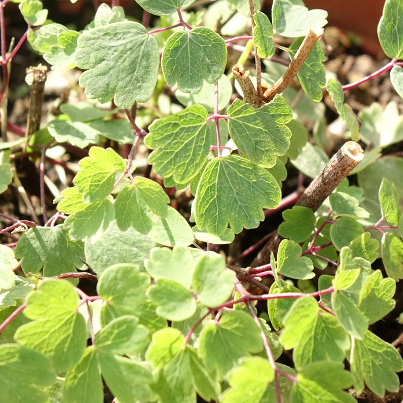 Thalictrum Yulia - Ruit (Blad)