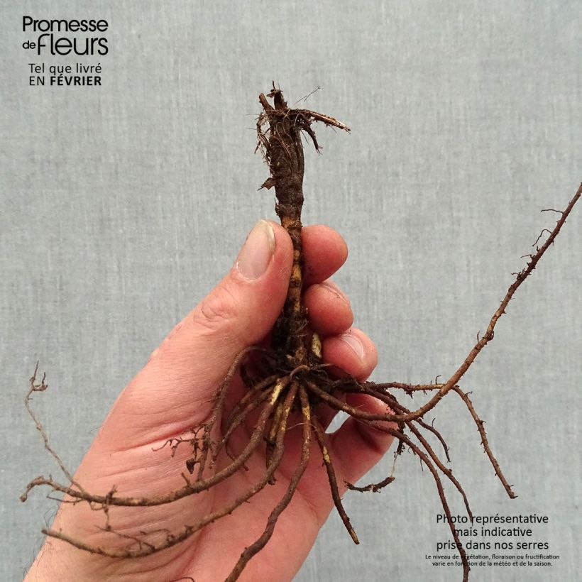 Exemplaar van Thalictrum Yulia - Ruit Naakte wortel zoals geleverd in de winter