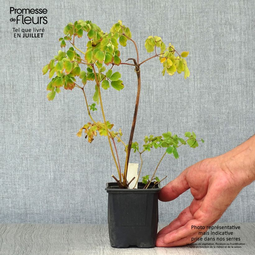 Exemplaar van Thalictrum aquilegifolium Album - Akeleiruit Kweekpotje van 8/9 cm zoals geleverd in de zomer