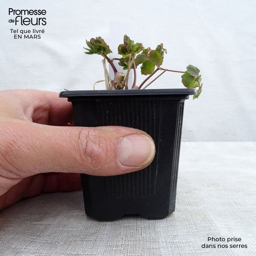 Exemplaar van Thalictrum aquilegifolium Album - Akeleiruit Kweekpotje van 8/9 cm zoals geleverd in de lente