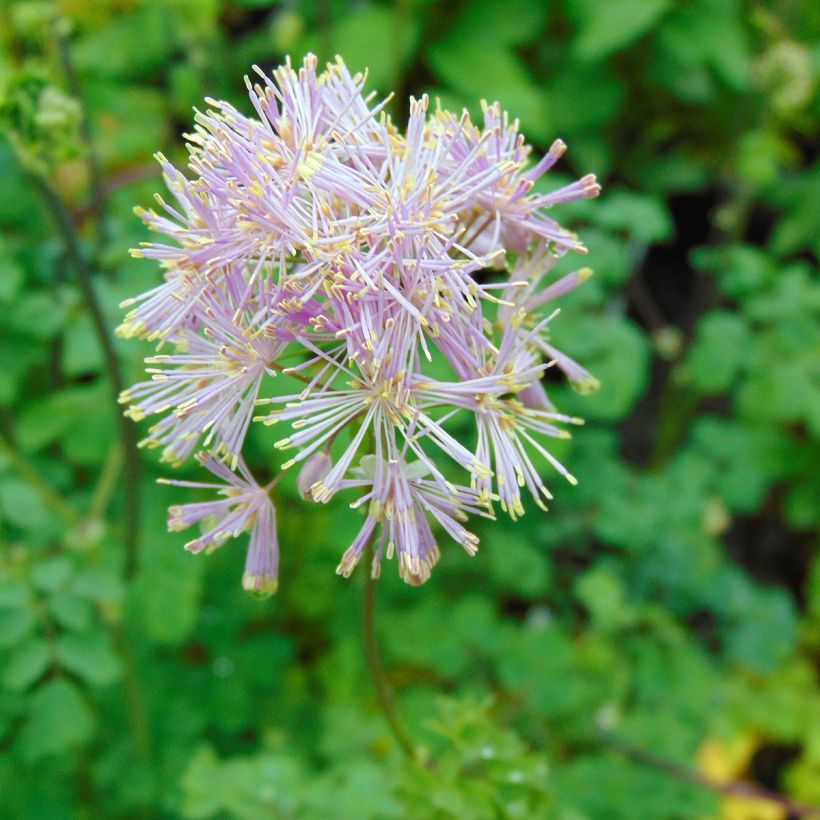 Thalictrum aquilegifolium - Ruit (Bloei)