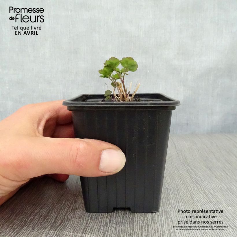 Exemplaar van Thalictrum aquilegifolium - Ruit Kweekpotje van 7/8 cm zoals geleverd in de lente