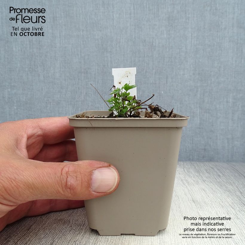 Exemplaar van Thalictrum aquilegifolium Thundercloud - Akeleiruit Kweekpotje van 8/9 cm zoals geleverd in de herfst
