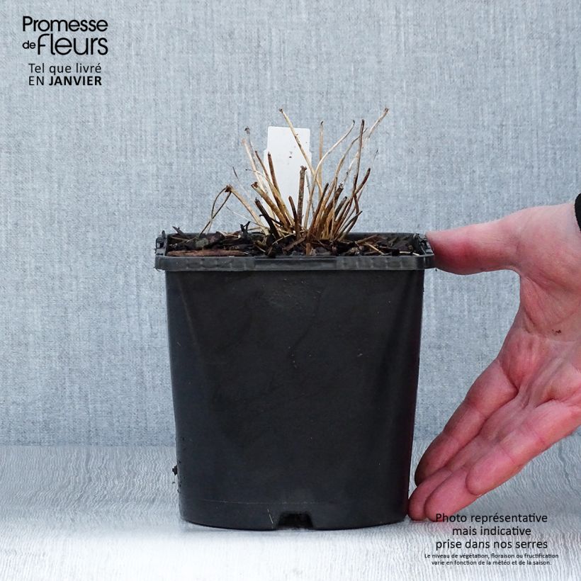 Exemplaar van Thalictrum aquilegifolium Thundercloud - Akeleiruit Pot van 2 l/3 l zoals geleverd in de winter