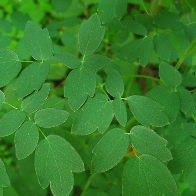 Thalictrum delavayi - Chinese ruit (Blad)