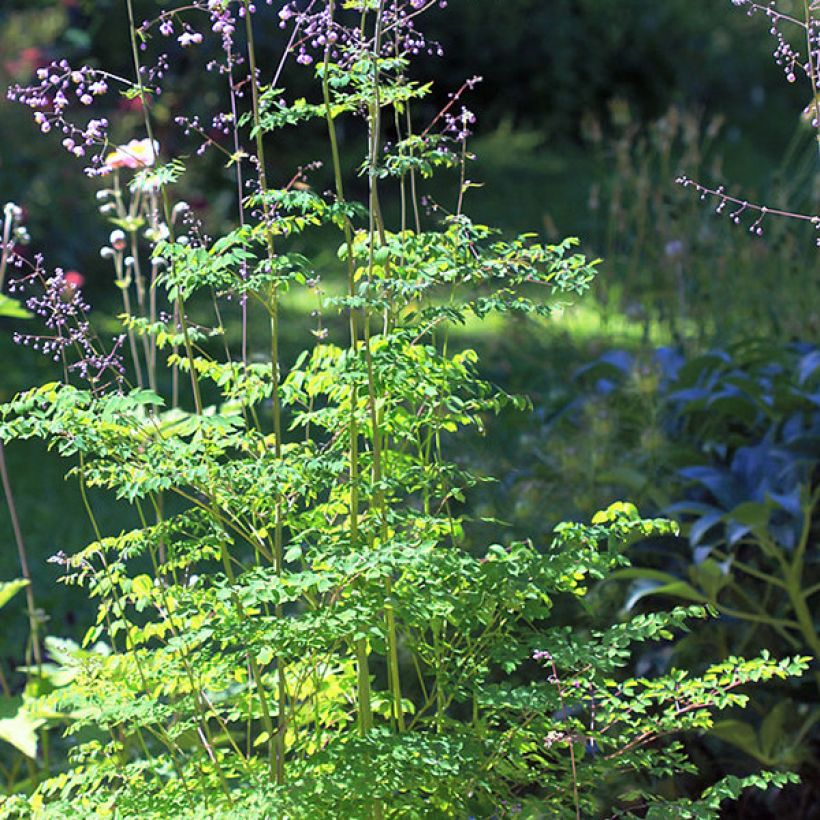 Thalictrum delavayi - Chinese ruit (Groeiplaats)