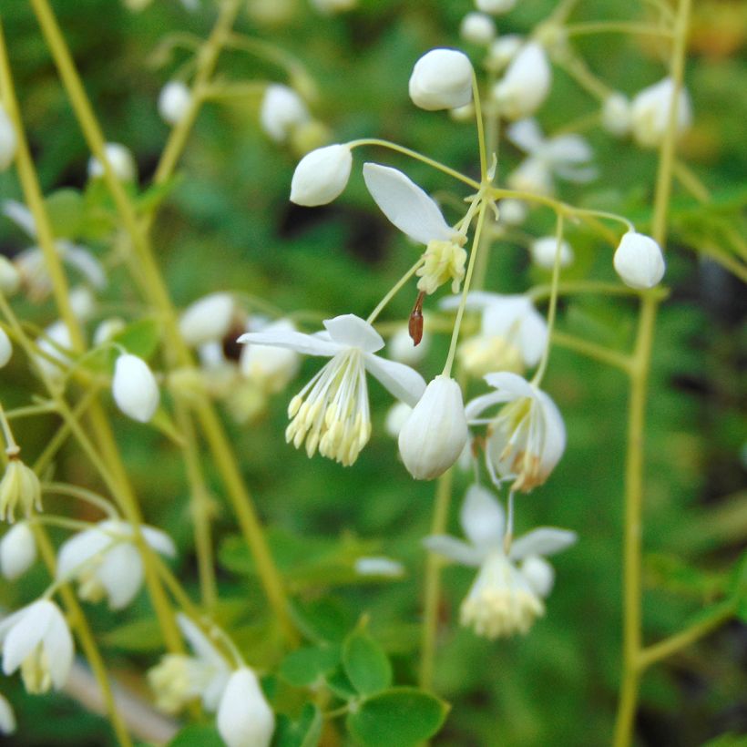 Thalictrum delavayi Album - Chinese ruit (Bloei)