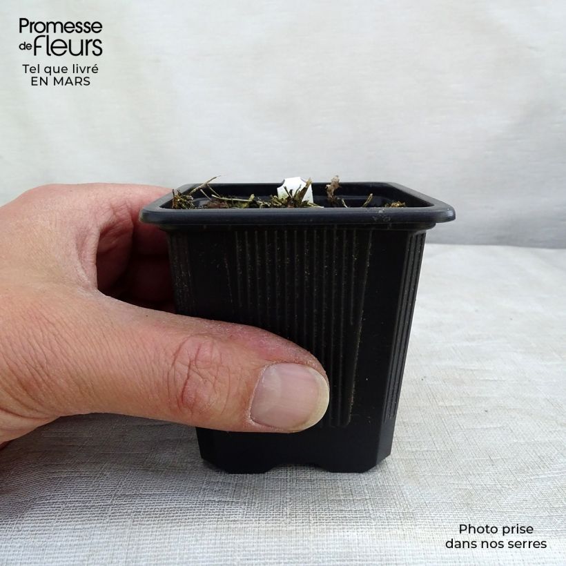 Exemplaar van Thalictrum delavayi Album - Chinese ruit Kweekpotje van 8/9 cm zoals geleverd in de lente