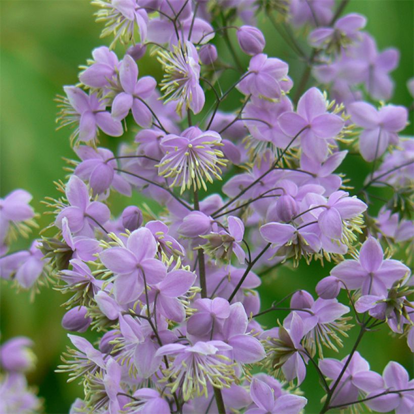 Thalictrum delavayi Ankum - Pigamon (Bloei)
