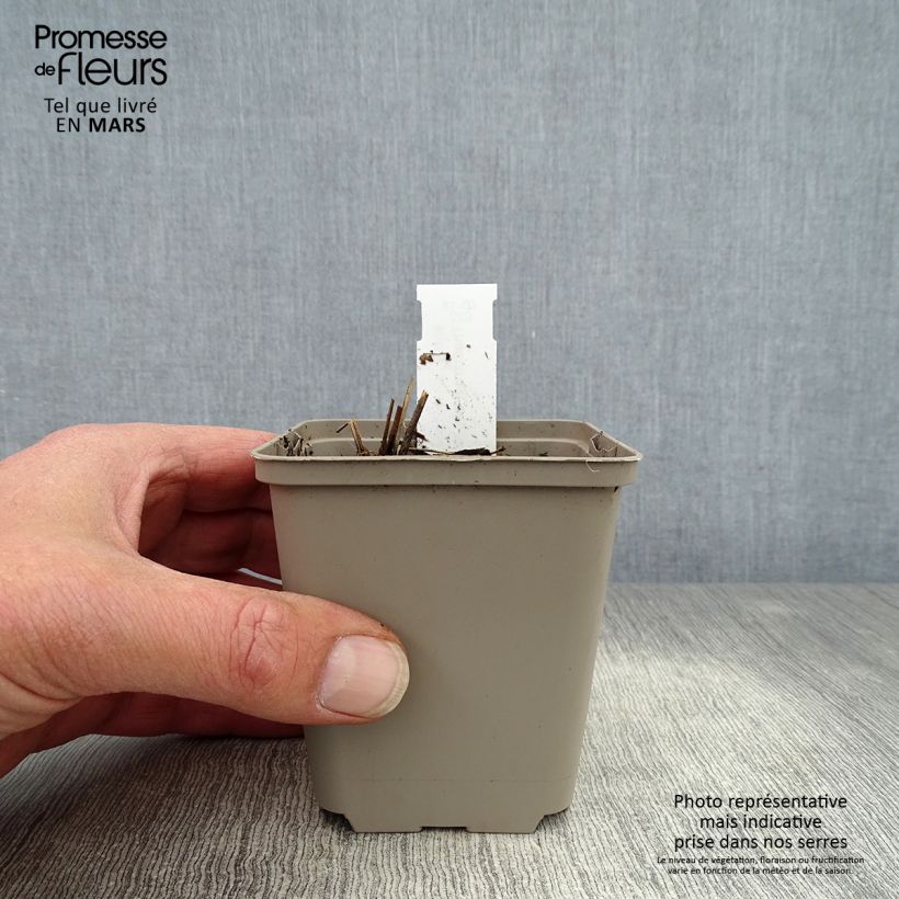 Exemplaar van Thalictrum delavayi Ankum - Pigamon Kweekpotje van 8/9 cm zoals geleverd in de lente