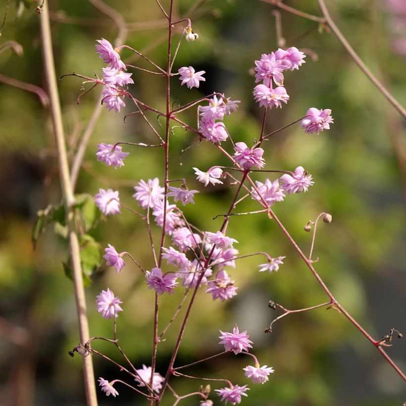 Thalictrum delavayi Hewitt's Double - Chinese ruit (Bloei)