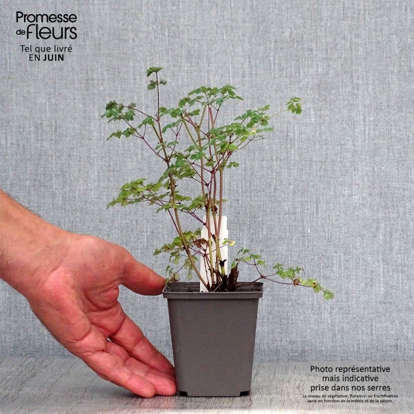 Exemplaar van Thalictrum delavayi Hinckley - Chinese ruit Kweekpotje van 8/9 cm zoals geleverd in de zomer