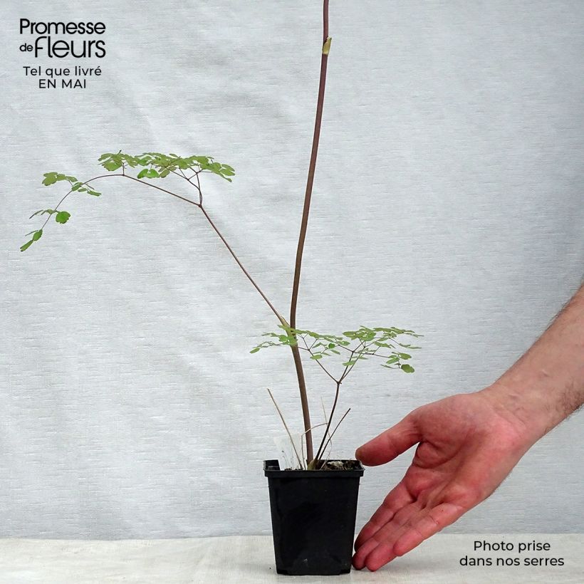 Exemplaar van Thalictrum delavayi Splendide - Chinese ruit Kweekpotje van 8/9 cm zoals geleverd in de lente