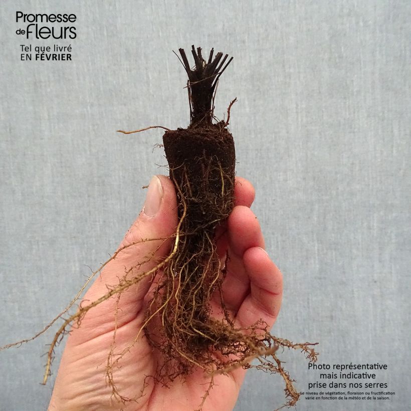 Exemplaar van Thalictrum delavayi Splendide - Chinese ruit Naakte wortel zoals geleverd in de winter