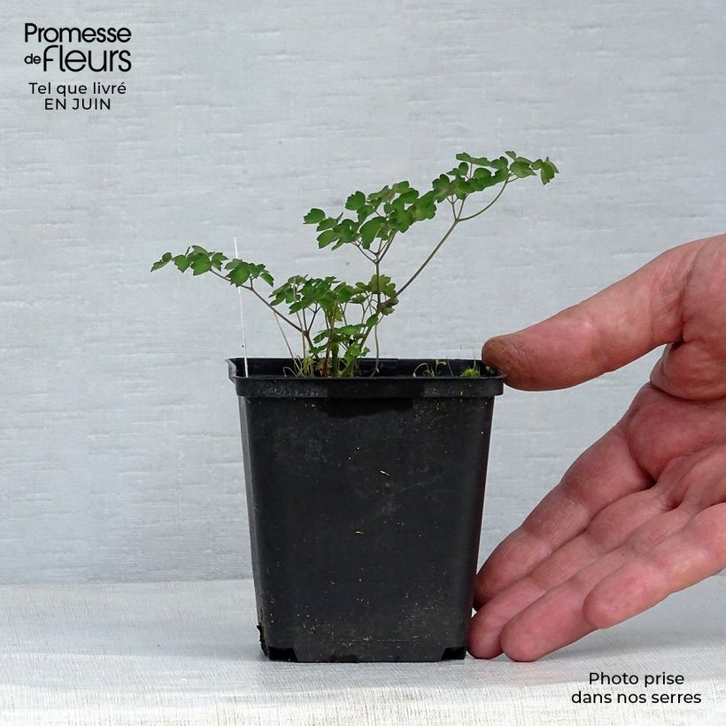 Exemplaar van Thalictrum delavayi - Chinese ruit Kweekpotje van 8/9 cm zoals geleverd in de zomer