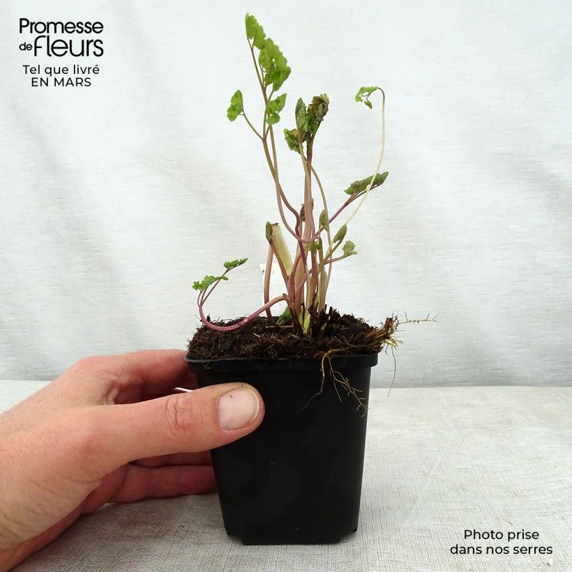 Exemplaar van Thalictrum flavum glaucum - Poelruit Kweekpotje van 8/9 cm zoals geleverd in de lente