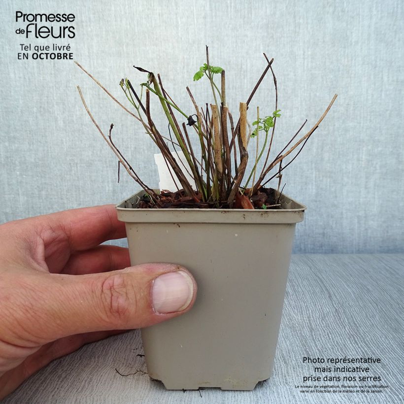 Exemplaar van Thalictrum flavum glaucum - Poelruit Kweekpotje van 8/9 cm zoals geleverd in de herfst