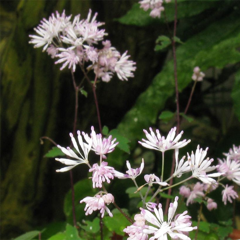 Thalictrum kiusianum - Dwergruit (Bloei)