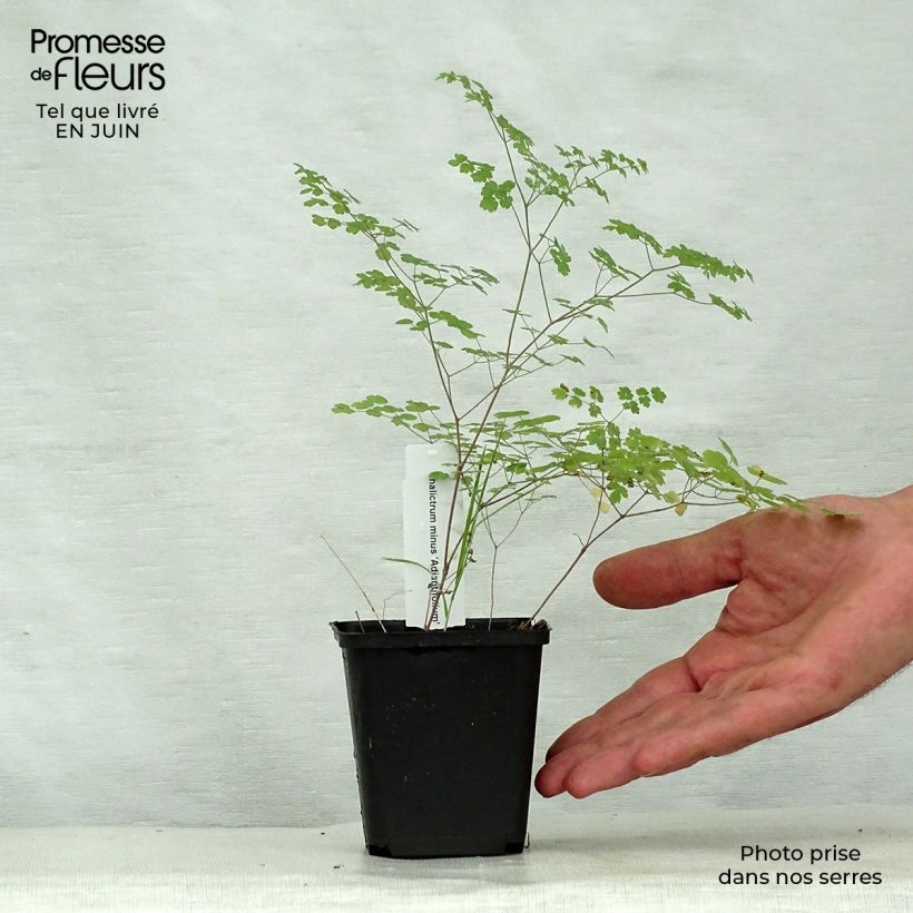 Exemplaar van Thalictrum minus Adiantifolium - Kleine ruit Kweekpotje van 8/9 cm zoals geleverd in de zomer