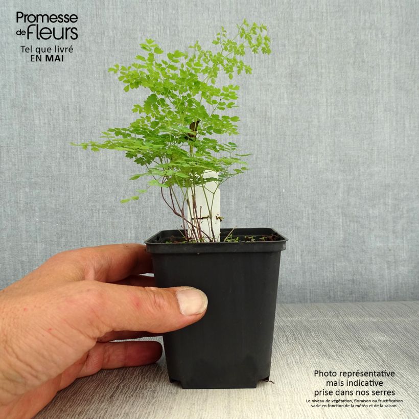 Exemplaar van Thalictrum minus Adiantifolium - Kleine ruit Kweekpotje van 8/9 cm zoals geleverd in de lente