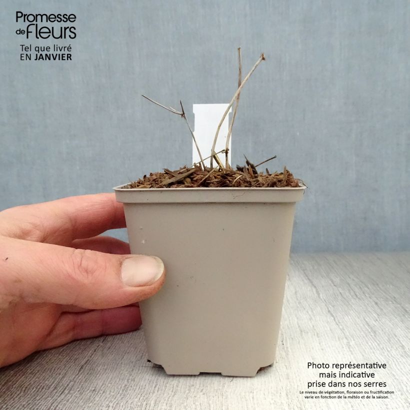 Exemplaar van Thalictrum Ghent Ebony - Ruit Kweekpotje van 8/9 cm zoals geleverd in de winter