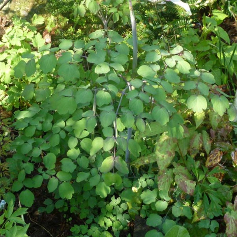 Thalictrum rochebrunianum - Ruit (Blad)