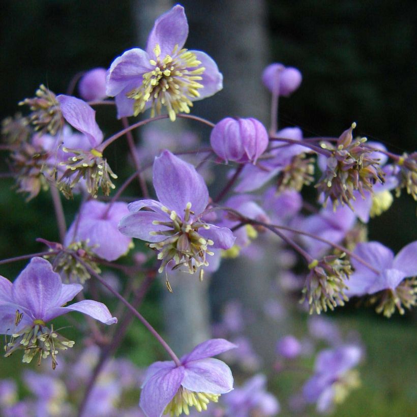 Thalictrum rochebrunianum - Ruit (Bloei)