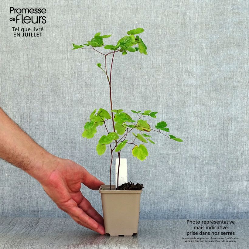 Exemplaar van Thalictrum rochebrunianum - Ruit Kweekpotje van 8/9 cm zoals geleverd in de zomer