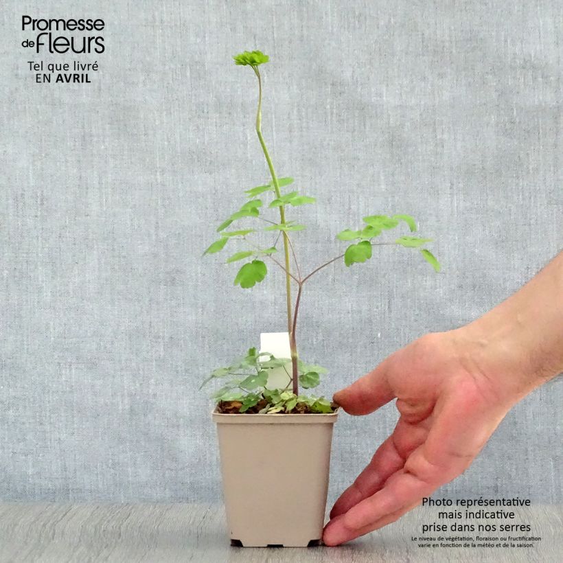 Exemplaar van Thalictrum rochebrunianum - Ruit Kweekpotje van 8/9 cm zoals geleverd in de lente