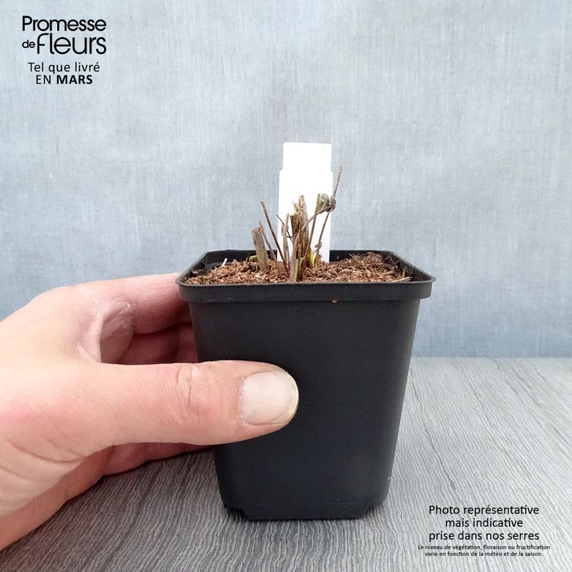 Exemplaar van Thalictrum sphaerostachyum - Poelruit Kweekpotje van 8/9 cm zoals geleverd in de lente