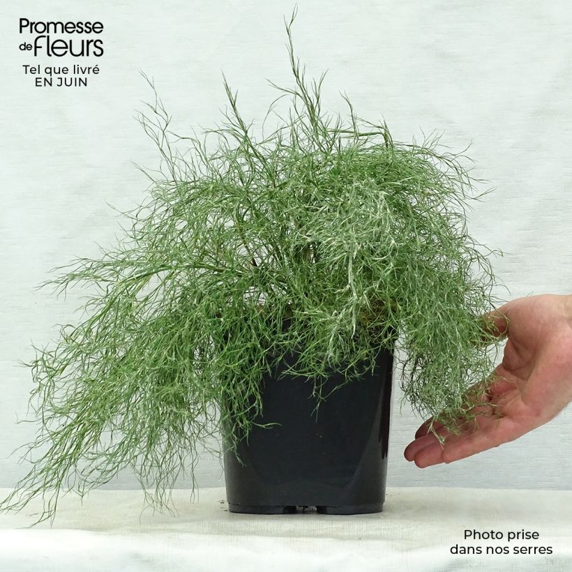 Exemplaar van Thamnochortus cinereus - Restio Pot van 3 l/4 l zoals geleverd in de zomer