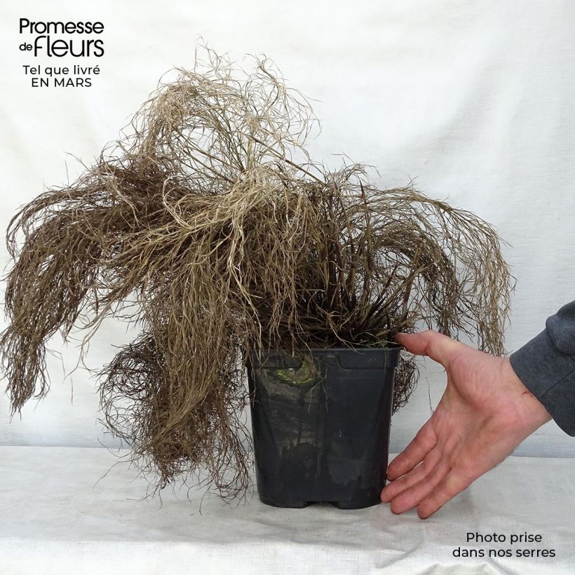 Example of Thamnochortus cinereus - Restio Pot van 3 l/4 l as you get in printemps