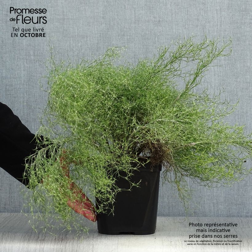 Exemplaar van Thamnochortus cinereus - Restio Pot van 3 l/4 l zoals geleverd in de herfst