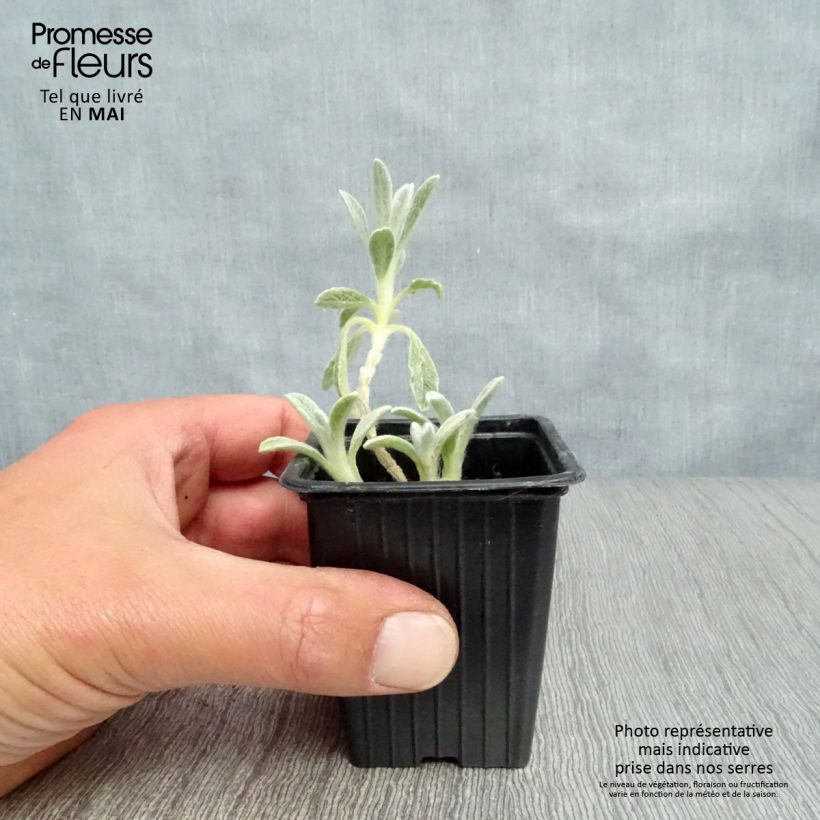 Exemplaar van Sideritis syriaca biologisch - Griekse bergthee Kweekpotje van 7/8 cm zoals geleverd in de lente