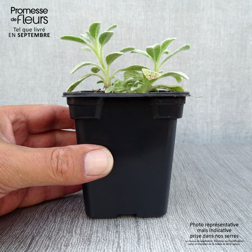 Exemplaar van Sideritis syriaca biologisch - Griekse bergthee Kweekpotje van 7/8 cm zoals geleverd in de herfst