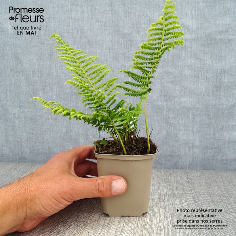 Exemplaar van Thelypteris kunthii - Amerikaanse moerasvaren Kweekpotje van 8/9 cm zoals geleverd in de lente