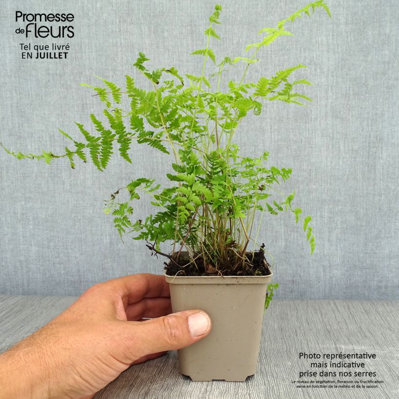Exemplaar van Thelypteris palustris - Moerasvaren Kweekpotje van 8/9 cm zoals geleverd in de zomer