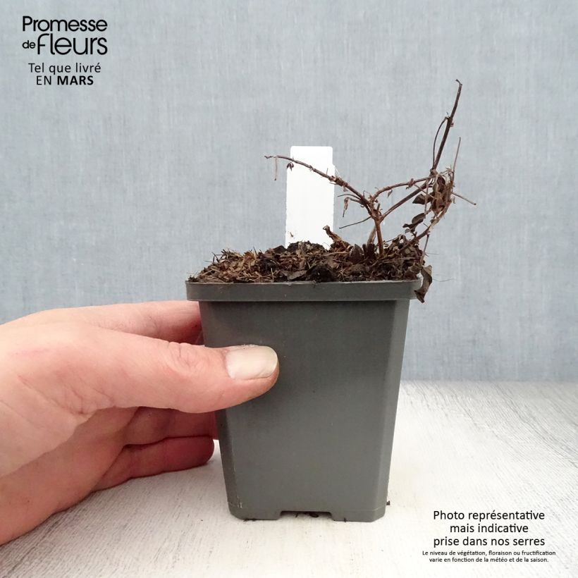 Example of Thermopsis chinensis - Chinese boserwt Kweekpotje van 8/9 cm as you get in printemps